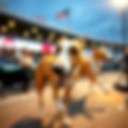 A Comprehensive Guide to Greyhound Betting Sites Introduction