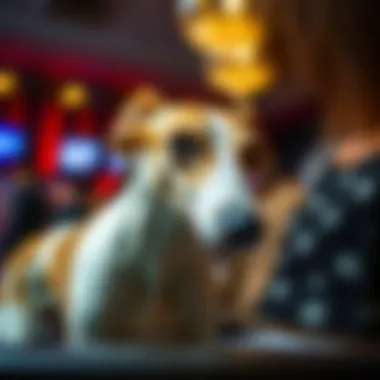 A Comprehensive Guide to Greyhound Betting Sites Summary A Comprehensive Guide to Greyhound Betting Sites Summary